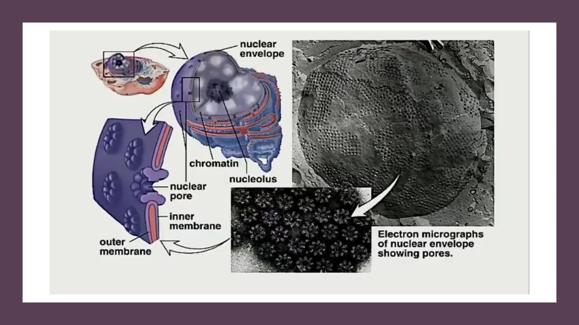 # Unidad 6.
Estructura y
función del
núcleo celular
ARN600 Biología Celular y Molecular Objetivos de
Aprendizaje
Nucleus
Nuclear
Nuclear en