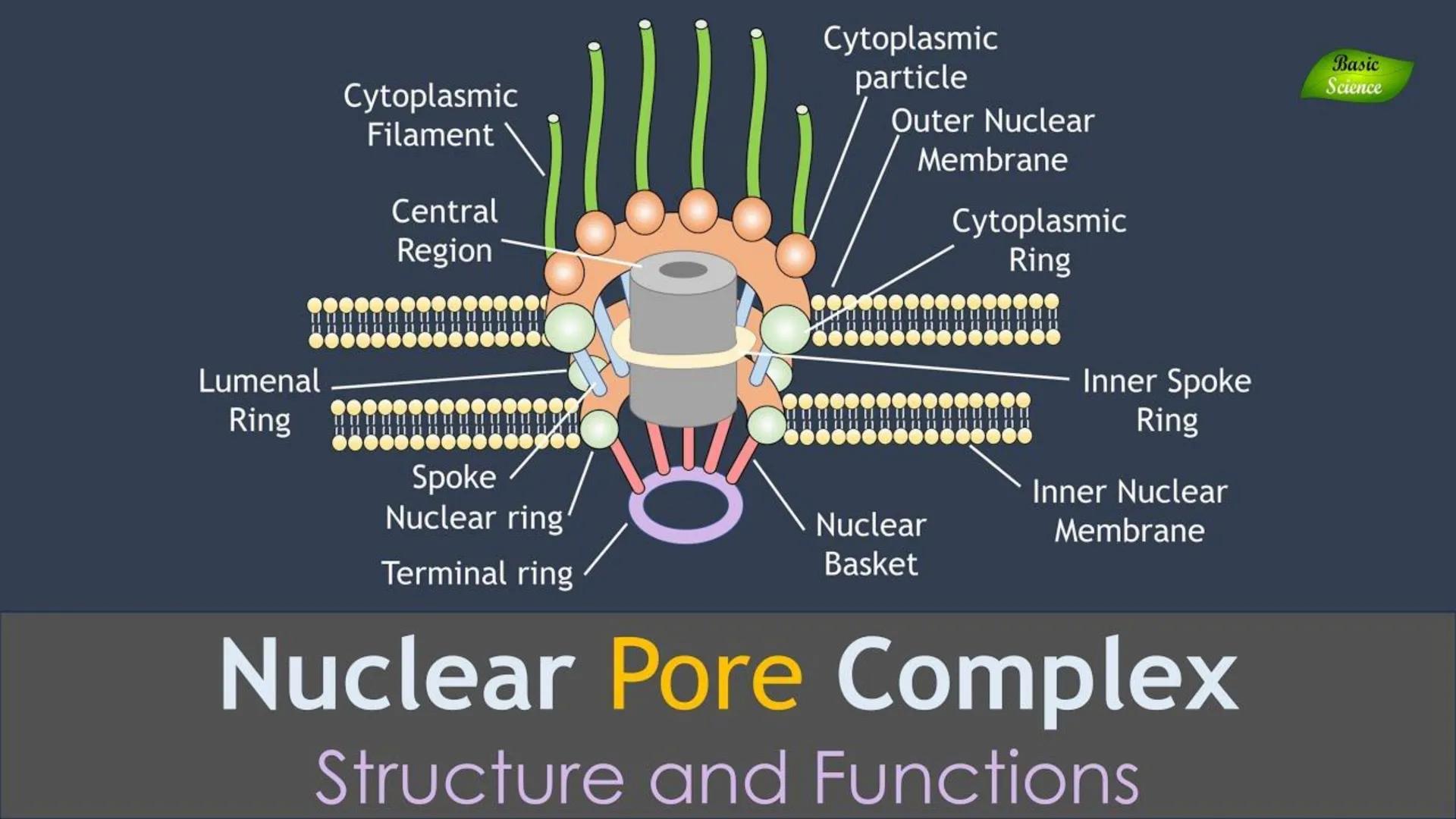 # Unidad 6.
Estructura y
función del
núcleo celular
ARN600 Biología Celular y Molecular Objetivos de
Aprendizaje
Nucleus
Nuclear
Nuclear en