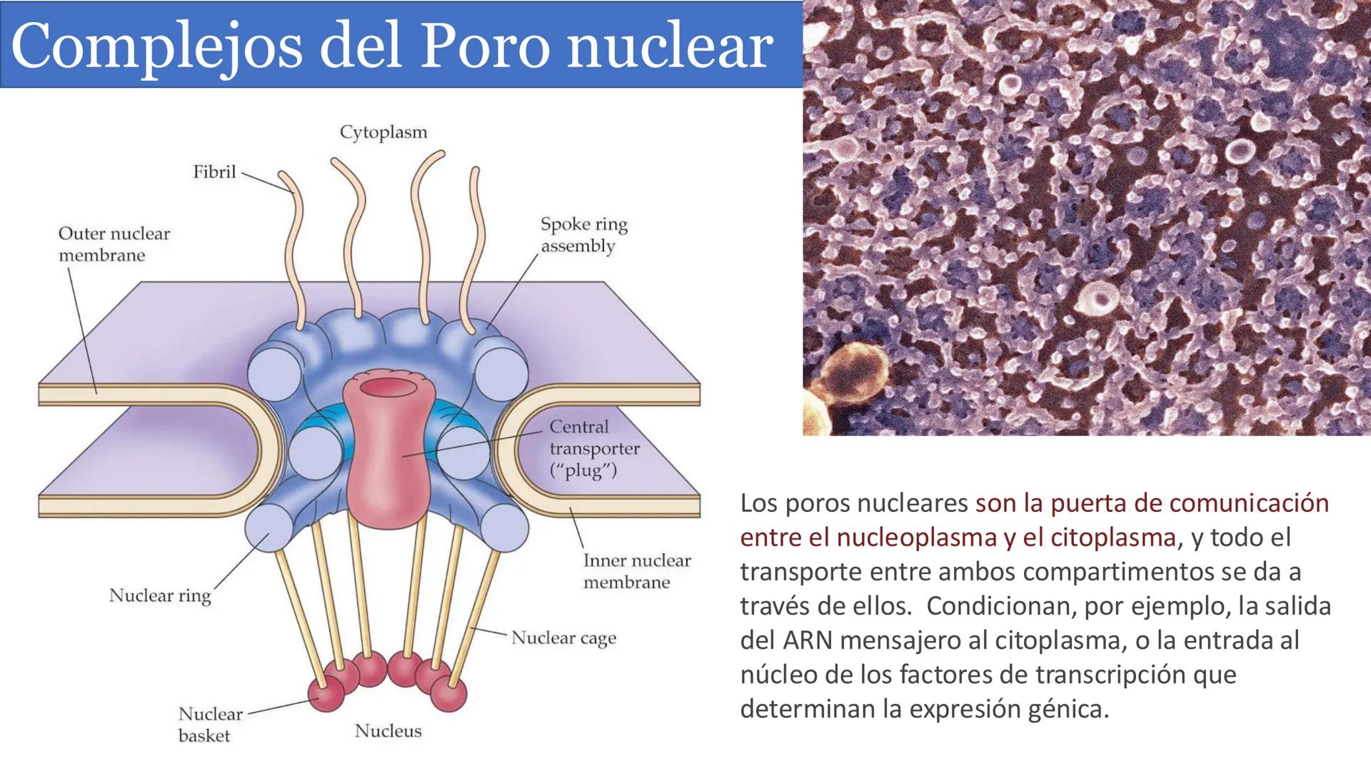# Unidad 6.
Estructura y
función del
núcleo celular
ARN600 Biología Celular y Molecular Objetivos de
Aprendizaje
Nucleus
Nuclear
Nuclear en