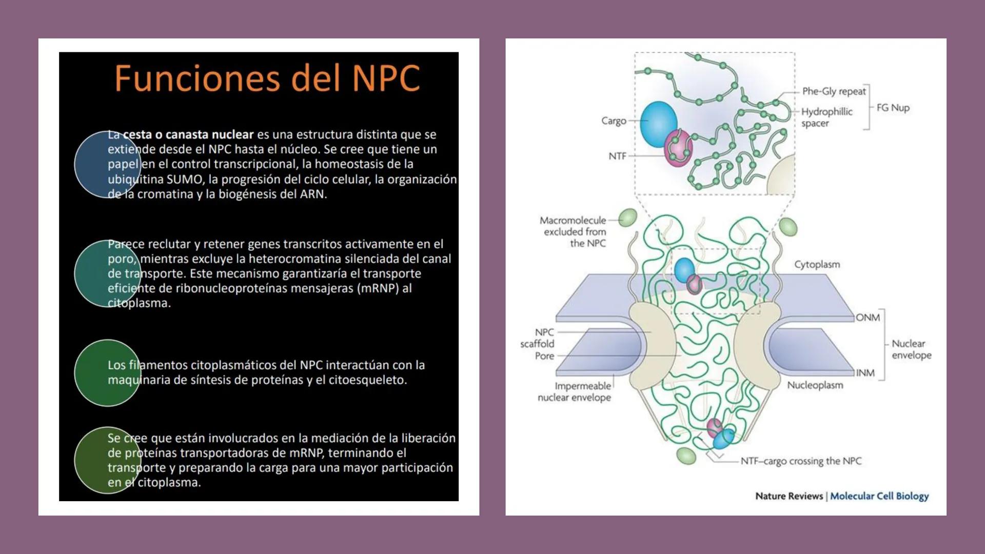 # Unidad 6.
Estructura y
función del
núcleo celular
ARN600 Biología Celular y Molecular Objetivos de
Aprendizaje
Nucleus
Nuclear
Nuclear en
