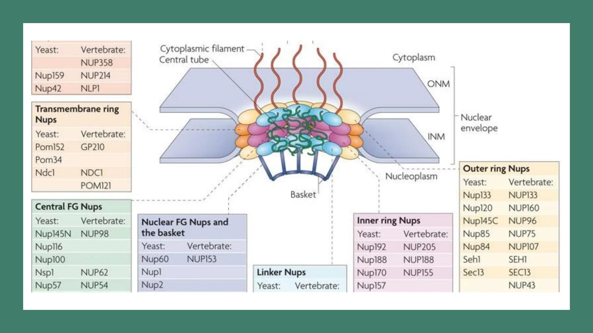 # Unidad 6.
Estructura y
función del
núcleo celular
ARN600 Biología Celular y Molecular Objetivos de
Aprendizaje
Nucleus
Nuclear
Nuclear en