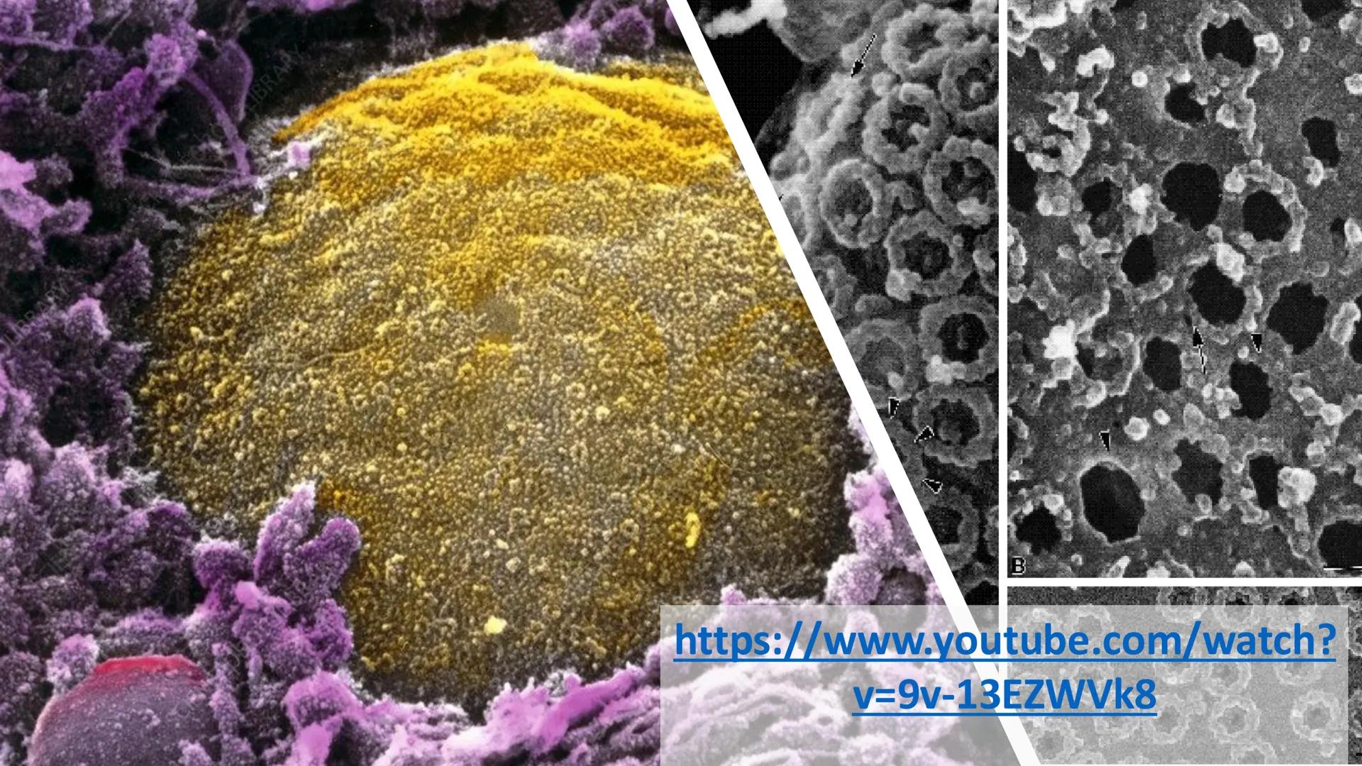 # Unidad 6.
Estructura y
función del
núcleo celular
ARN600 Biología Celular y Molecular Objetivos de
Aprendizaje
Nucleus
Nuclear
Nuclear en