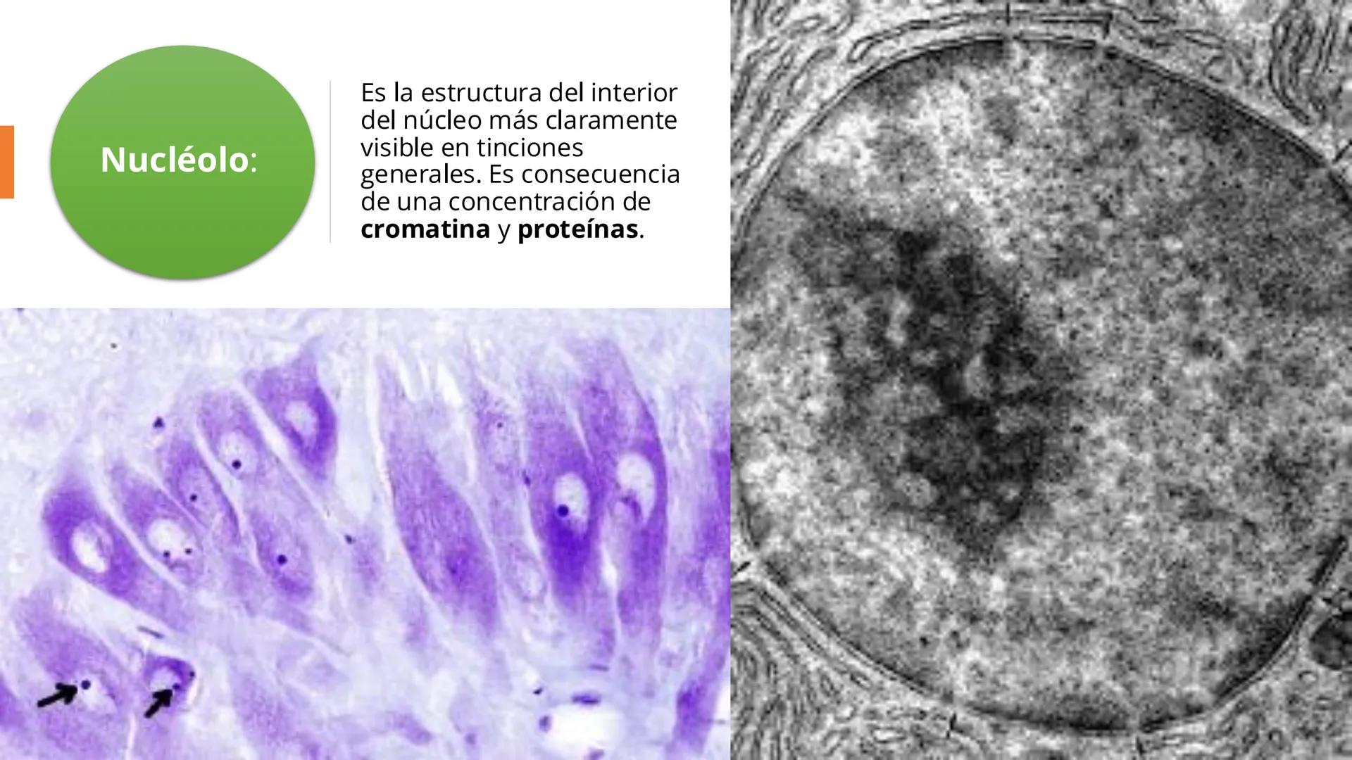 # Unidad 6.
Estructura y
función del
núcleo celular
ARN600 Biología Celular y Molecular Objetivos de
Aprendizaje
Nucleus
Nuclear
Nuclear en