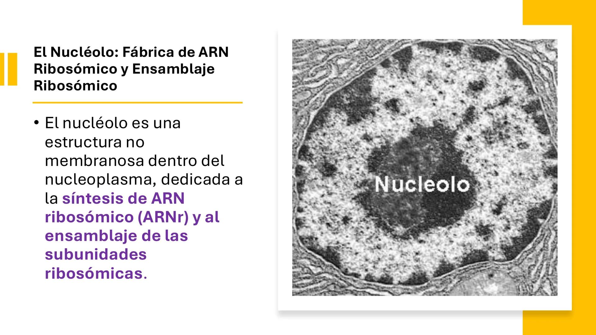 # Unidad 6.
Estructura y
función del
núcleo celular
ARN600 Biología Celular y Molecular Objetivos de
Aprendizaje
Nucleus
Nuclear
Nuclear en