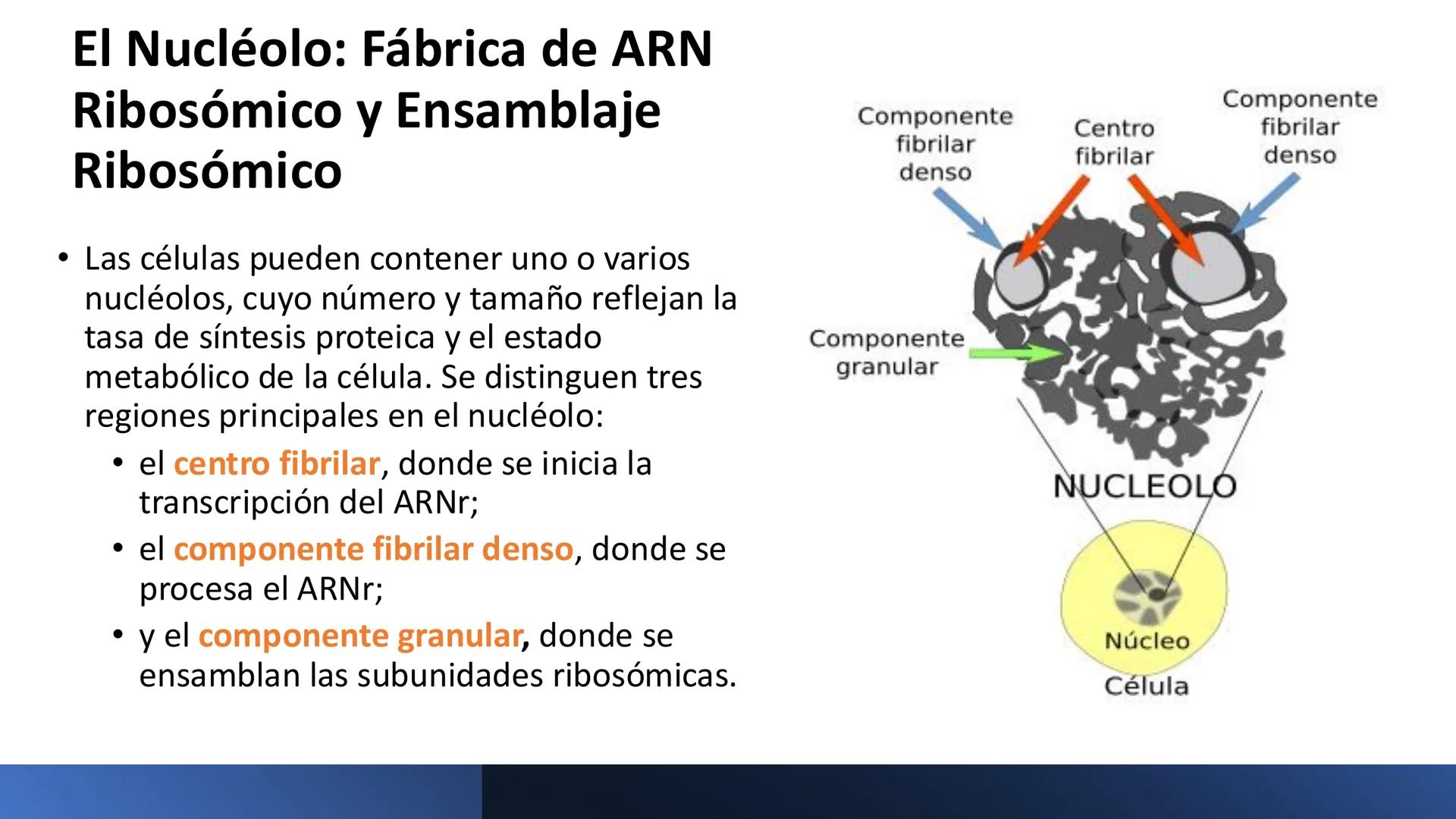 # Unidad 6.
Estructura y
función del
núcleo celular
ARN600 Biología Celular y Molecular Objetivos de
Aprendizaje
Nucleus
Nuclear
Nuclear en