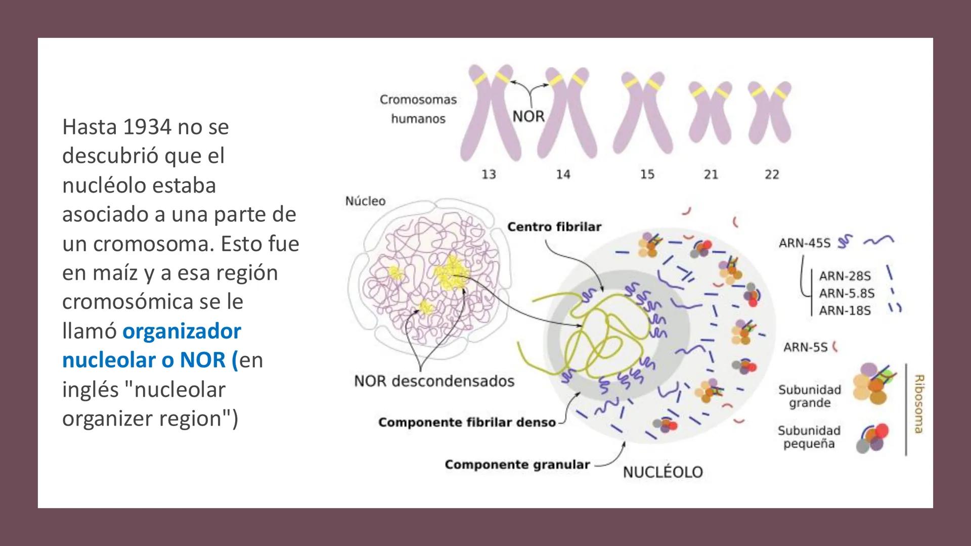# Unidad 6.
Estructura y
función del
núcleo celular
ARN600 Biología Celular y Molecular Objetivos de
Aprendizaje
Nucleus
Nuclear
Nuclear en