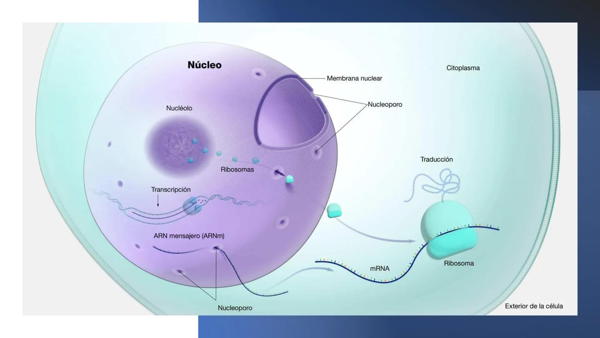 # Unidad 6.
Estructura y
función del
núcleo celular
ARN600 Biología Celular y Molecular Objetivos de
Aprendizaje
Nucleus
Nuclear
Nuclear en