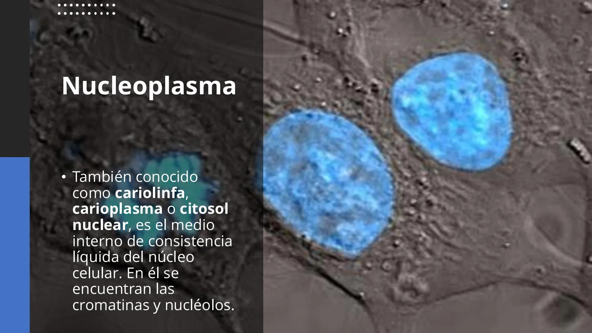 # Unidad 6.
Estructura y
función del
núcleo celular
ARN600 Biología Celular y Molecular Objetivos de
Aprendizaje
Nucleus
Nuclear
Nuclear en