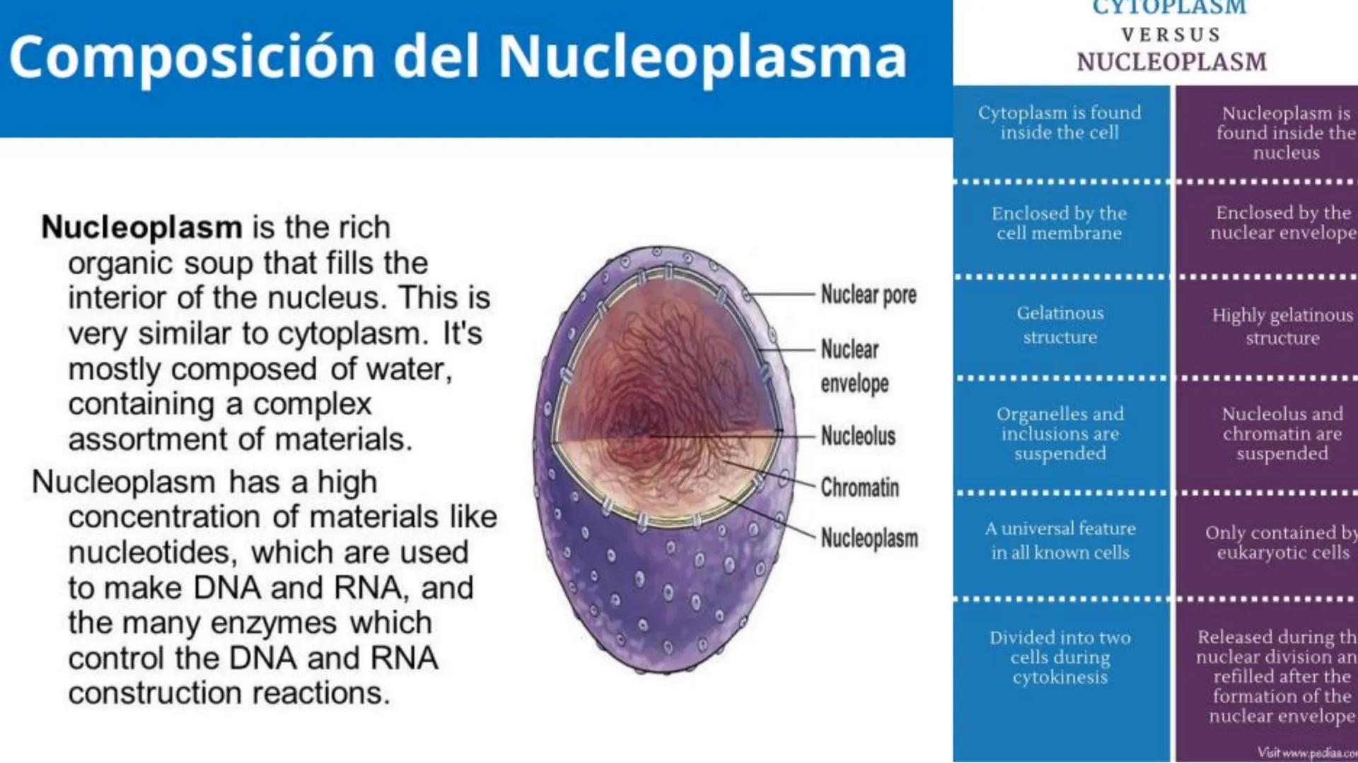 # Unidad 6.
Estructura y
función del
núcleo celular
ARN600 Biología Celular y Molecular Objetivos de
Aprendizaje
Nucleus
Nuclear
Nuclear en