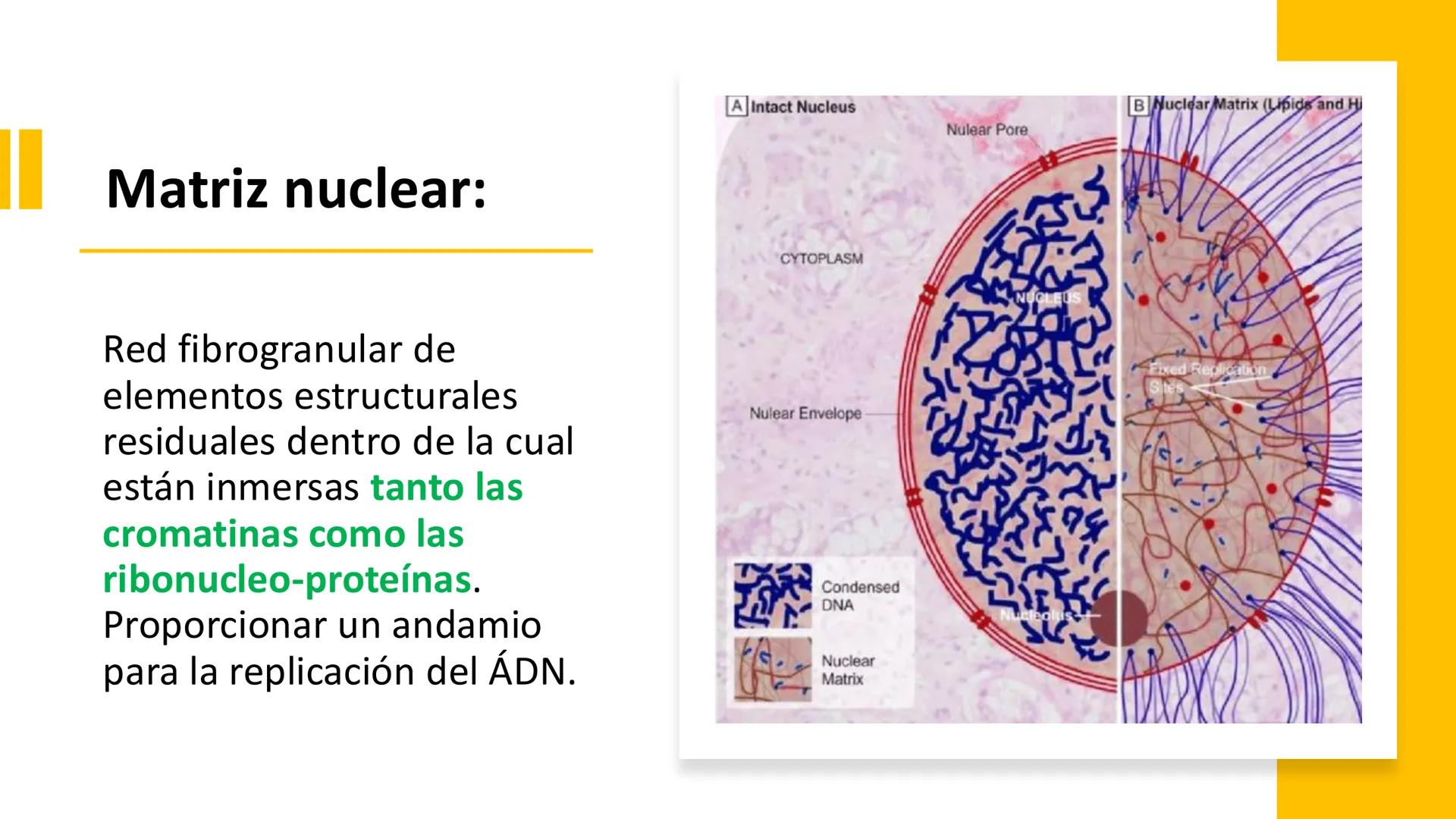 # Unidad 6.
Estructura y
función del
núcleo celular
ARN600 Biología Celular y Molecular Objetivos de
Aprendizaje
Nucleus
Nuclear
Nuclear en