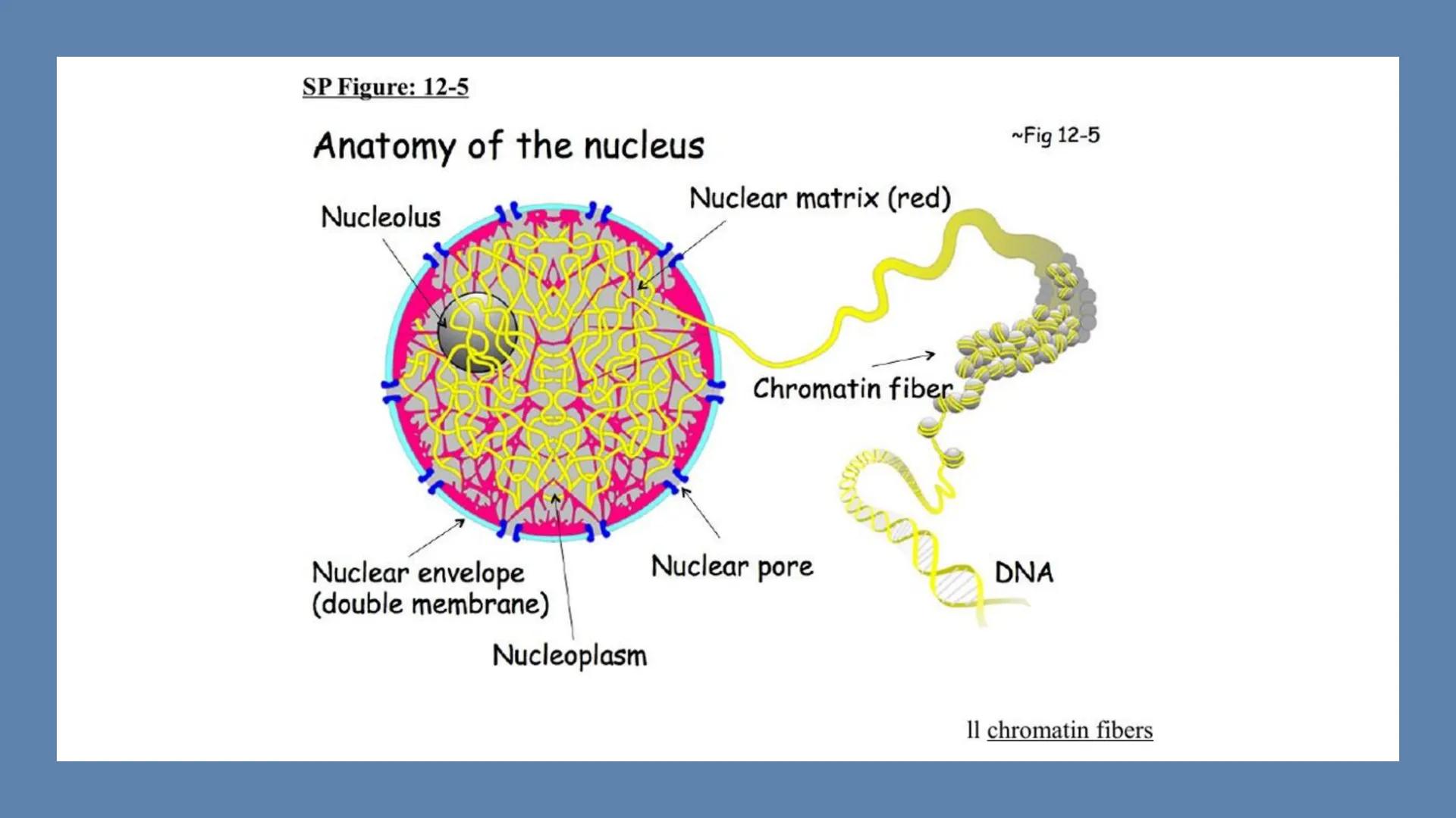 # Unidad 6.
Estructura y
función del
núcleo celular
ARN600 Biología Celular y Molecular Objetivos de
Aprendizaje
Nucleus
Nuclear
Nuclear en