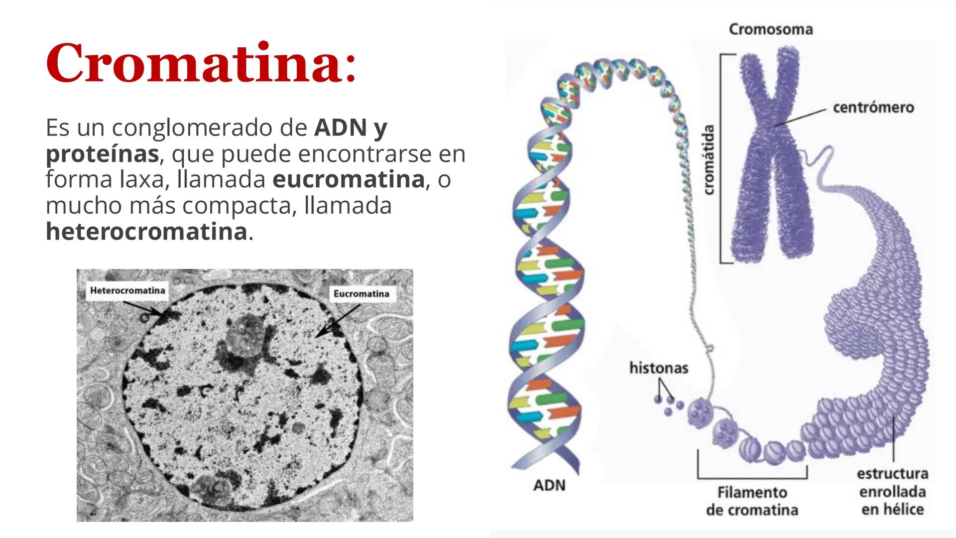 # Unidad 6.
Estructura y
función del
núcleo celular
ARN600 Biología Celular y Molecular Objetivos de
Aprendizaje
Nucleus
Nuclear
Nuclear en