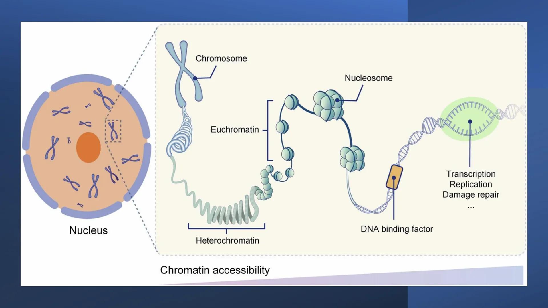 # Unidad 6.
Estructura y
función del
núcleo celular
ARN600 Biología Celular y Molecular Objetivos de
Aprendizaje
Nucleus
Nuclear
Nuclear en