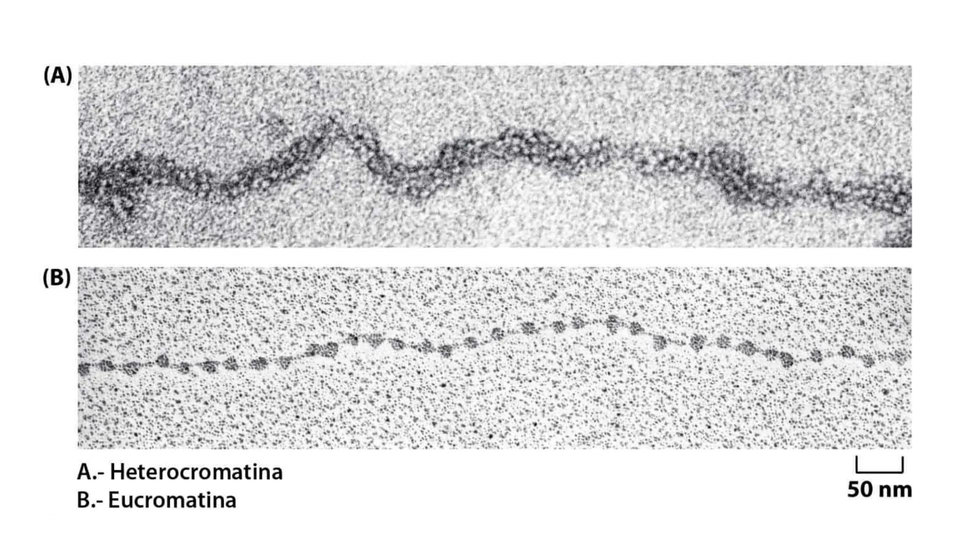 # Unidad 6.
Estructura y
función del
núcleo celular
ARN600 Biología Celular y Molecular Objetivos de
Aprendizaje
Nucleus
Nuclear
Nuclear en