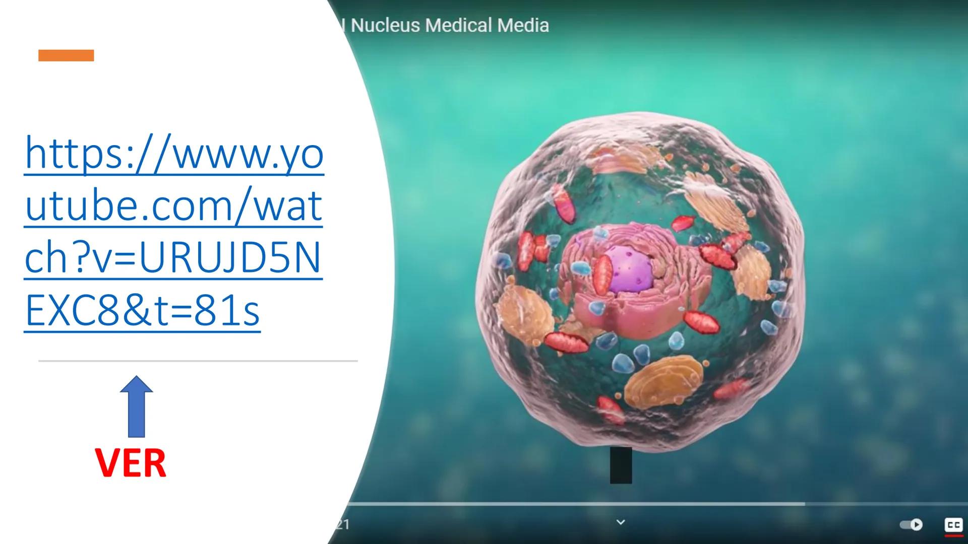 # Unidad 6.
Estructura y
función del
núcleo celular
ARN600 Biología Celular y Molecular Objetivos de
Aprendizaje
Nucleus
Nuclear
Nuclear en