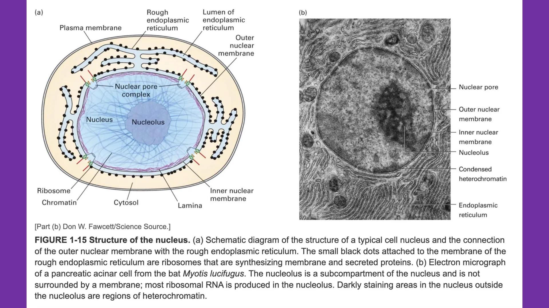 # Unidad 6.
Estructura y
función del
núcleo celular
ARN600 Biología Celular y Molecular Objetivos de
Aprendizaje
Nucleus
Nuclear
Nuclear en
