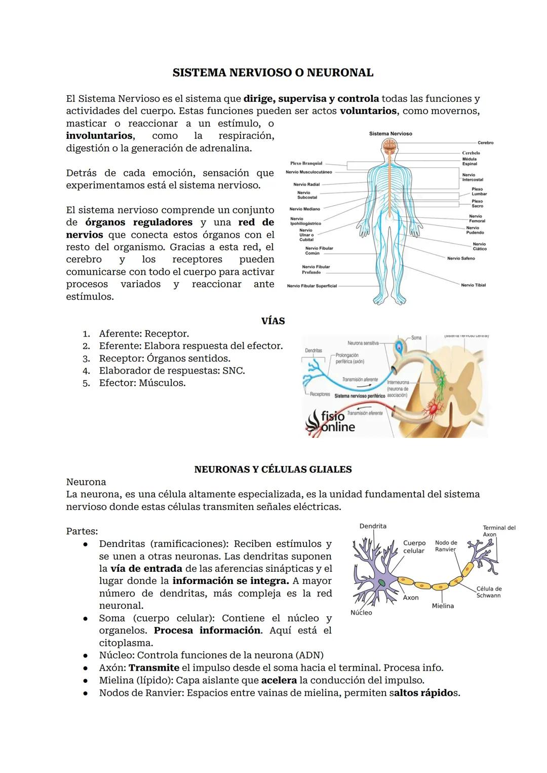 # SISTEMA NERVIOSO O NEURONAL
El Sistema Nervioso es el sistema que dirige, supervisa y controla todas las funciones y actividades del cuer