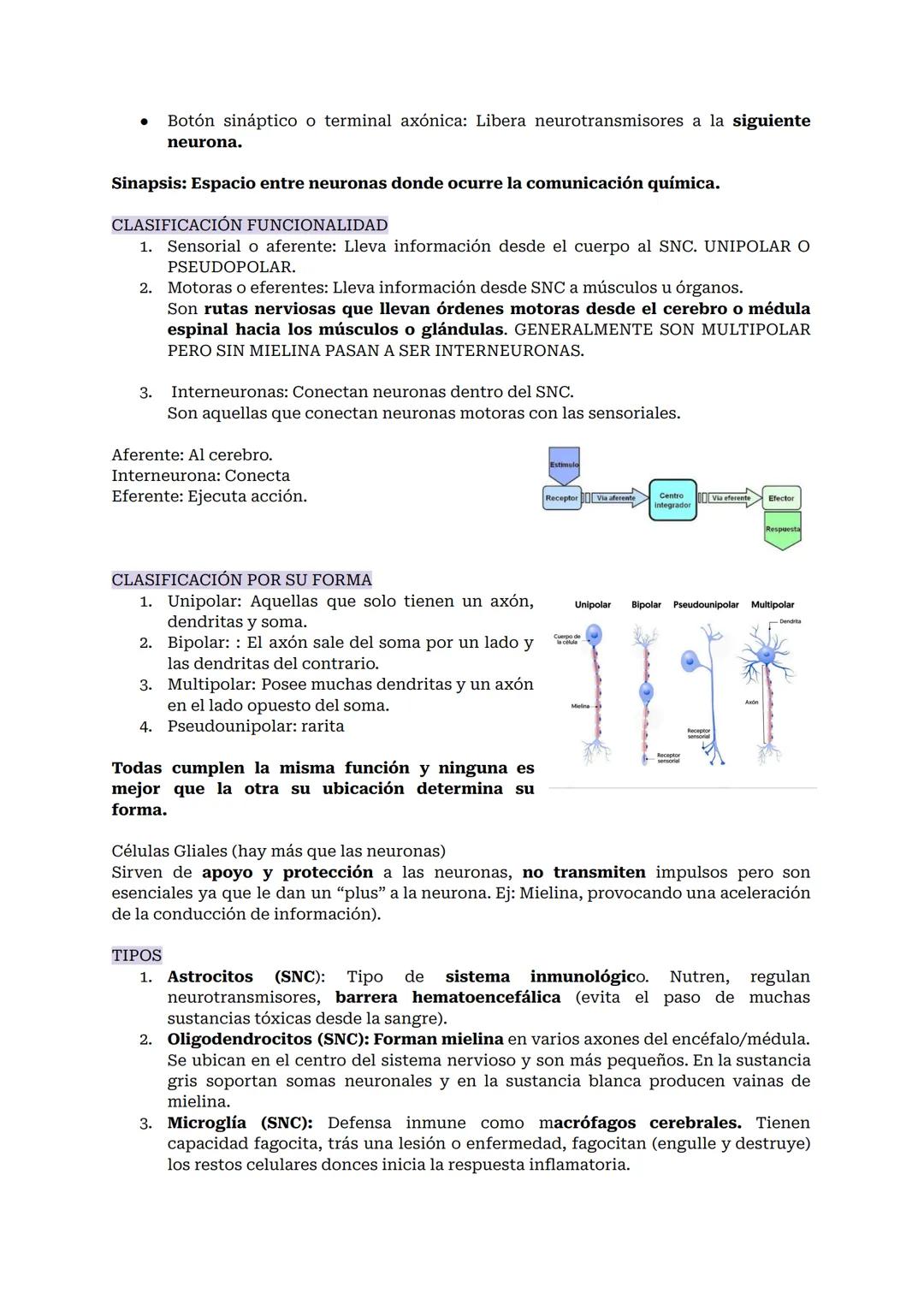 # SISTEMA NERVIOSO O NEURONAL
El Sistema Nervioso es el sistema que dirige, supervisa y controla todas las funciones y actividades del cuer