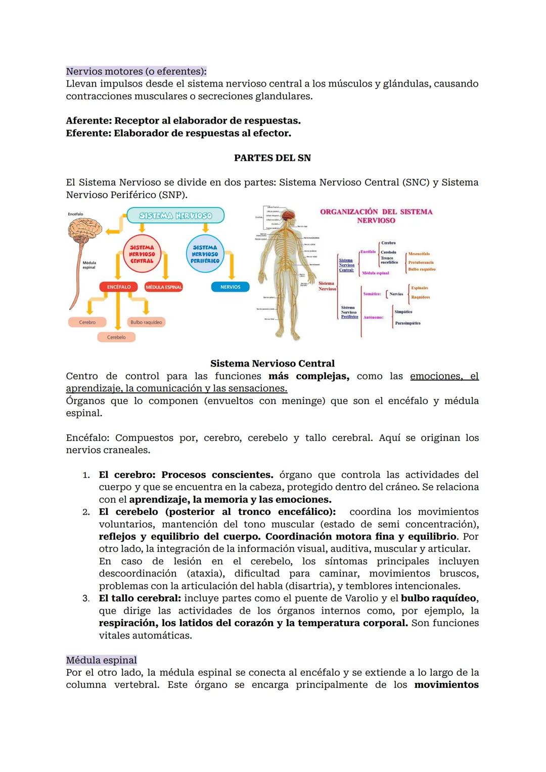# SISTEMA NERVIOSO O NEURONAL
El Sistema Nervioso es el sistema que dirige, supervisa y controla todas las funciones y actividades del cuer