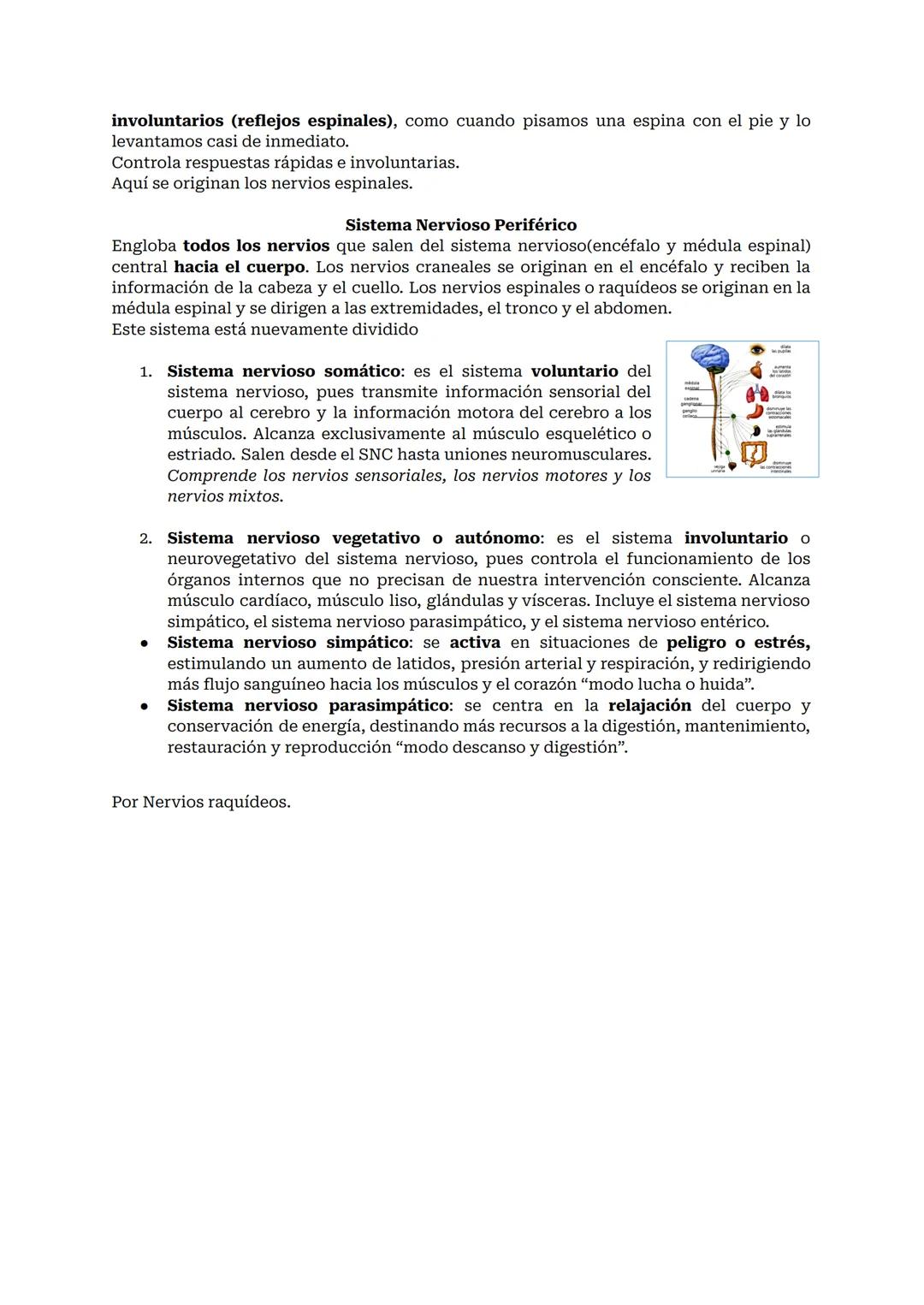 # SISTEMA NERVIOSO O NEURONAL
El Sistema Nervioso es el sistema que dirige, supervisa y controla todas las funciones y actividades del cuer