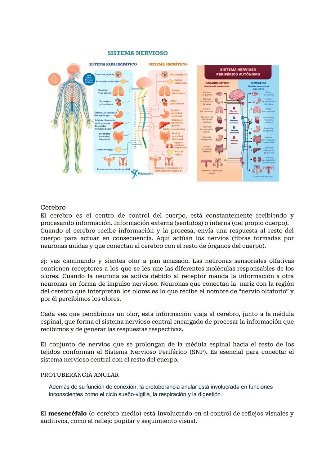 # SISTEMA NERVIOSO O NEURONAL
El Sistema Nervioso es el sistema que dirige, supervisa y controla todas las funciones y actividades del cuer