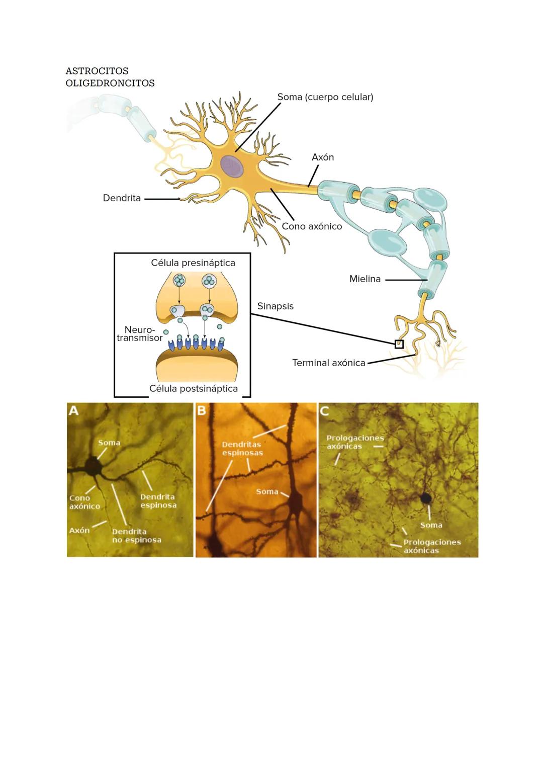# SISTEMA NERVIOSO O NEURONAL
El Sistema Nervioso es el sistema que dirige, supervisa y controla todas las funciones y actividades del cuer