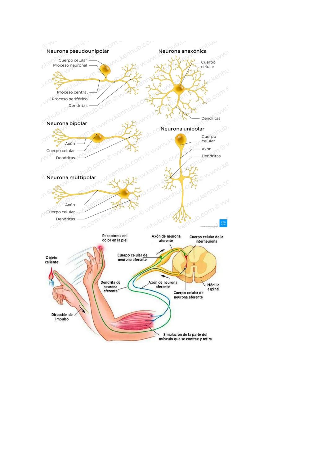 # SISTEMA NERVIOSO O NEURONAL
El Sistema Nervioso es el sistema que dirige, supervisa y controla todas las funciones y actividades del cuer