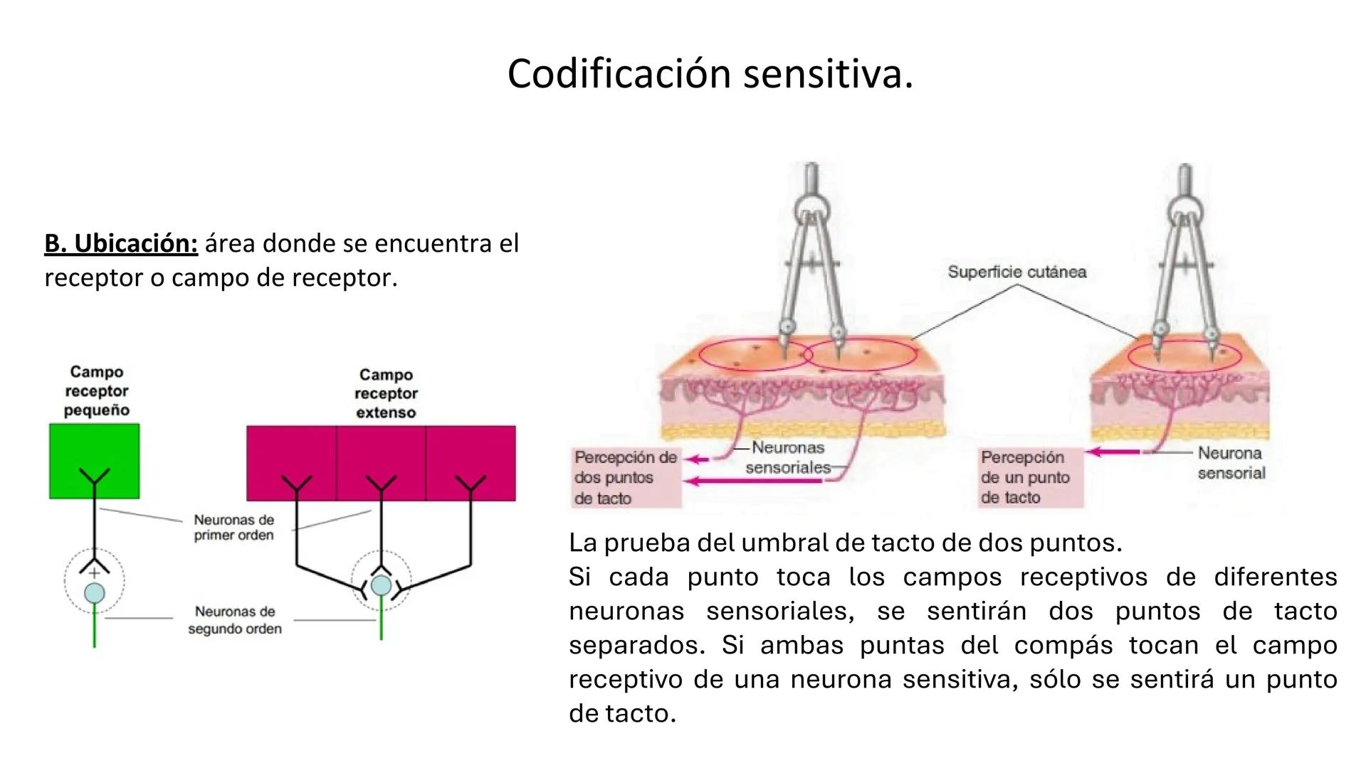 Sistema somatosensorial, tipos de
receptores sensoriales, modalidad y
función Sensibilidad
La sensibilidad implica la capacidad de transduci