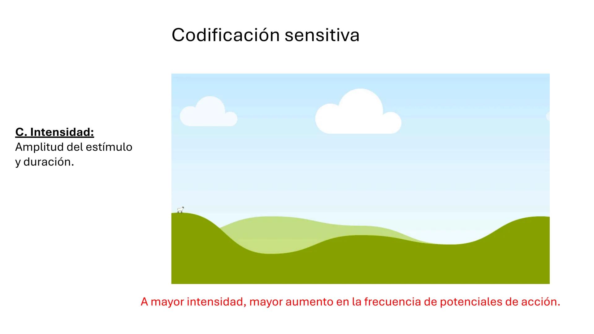 Sistema somatosensorial, tipos de
receptores sensoriales, modalidad y
función Sensibilidad
La sensibilidad implica la capacidad de transduci