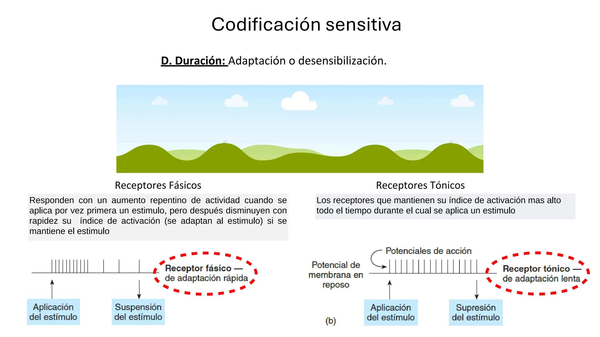 Sistema somatosensorial, tipos de
receptores sensoriales, modalidad y
función Sensibilidad
La sensibilidad implica la capacidad de transduci