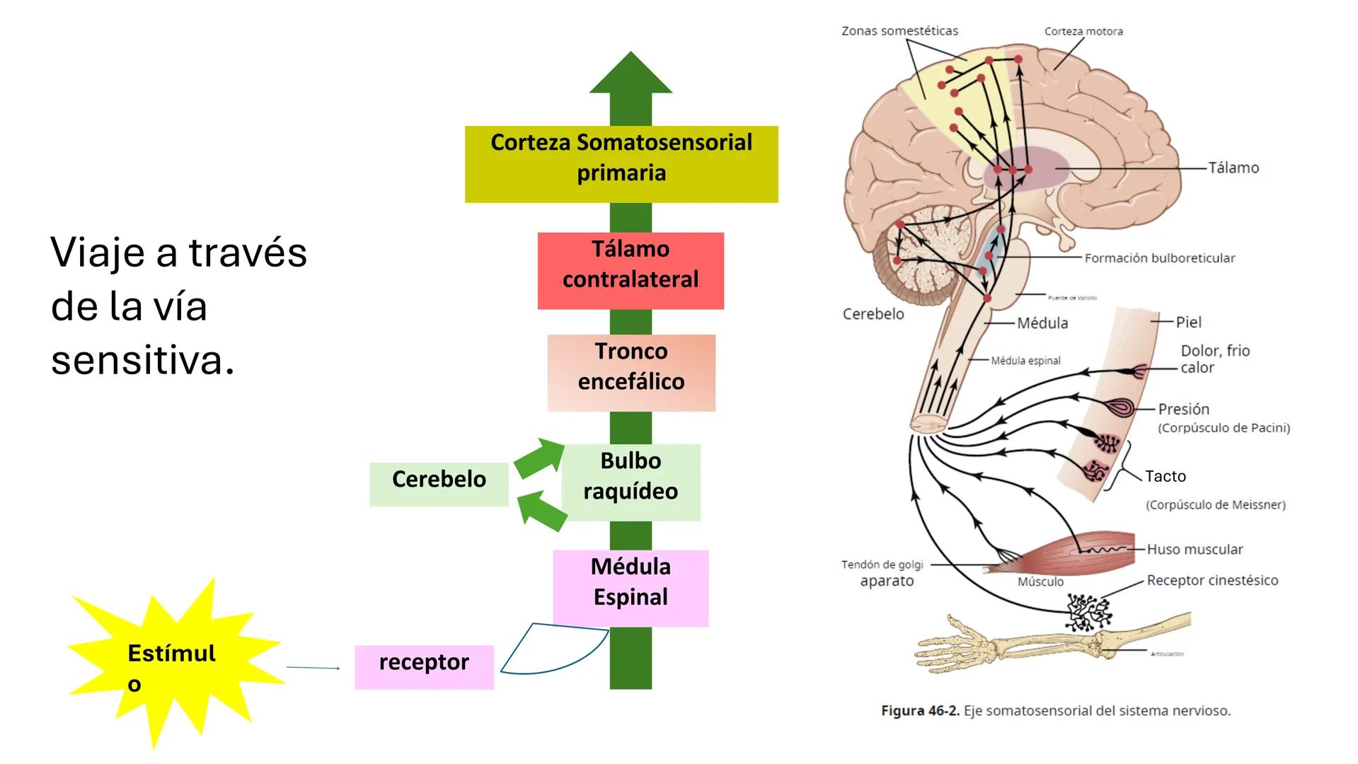 Sistema somatosensorial, tipos de
receptores sensoriales, modalidad y
función Sensibilidad
La sensibilidad implica la capacidad de transduci