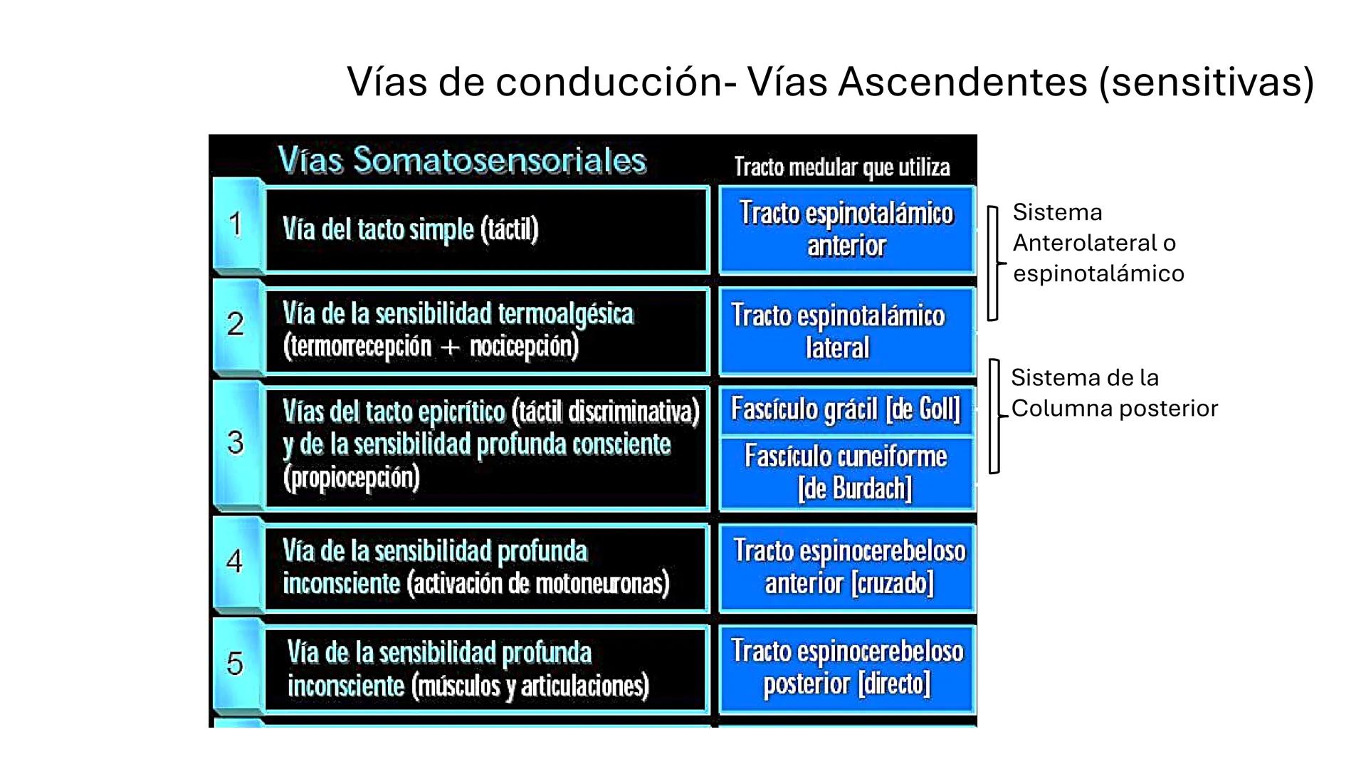Sistema somatosensorial, tipos de
receptores sensoriales, modalidad y
función Sensibilidad
La sensibilidad implica la capacidad de transduci