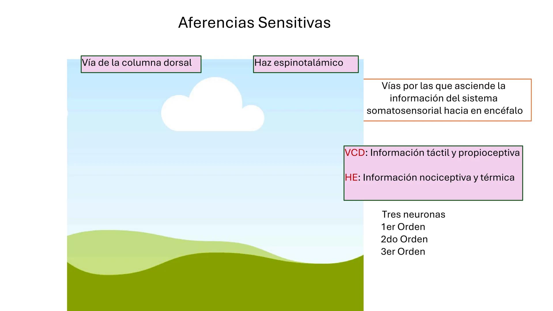 Sistema somatosensorial, tipos de
receptores sensoriales, modalidad y
función Sensibilidad
La sensibilidad implica la capacidad de transduci