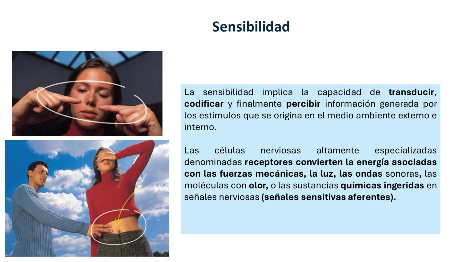 Sistema somatosensorial, tipos de
receptores sensoriales, modalidad y
función Sensibilidad
La sensibilidad implica la capacidad de transduci