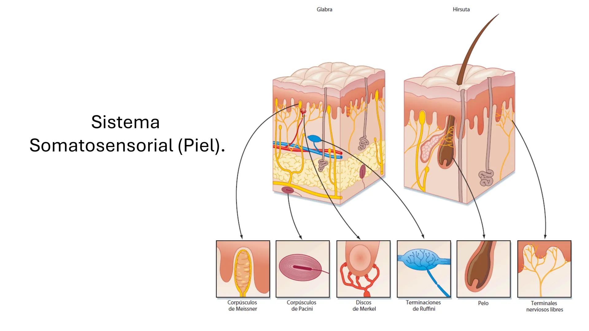 Sistema somatosensorial, tipos de
receptores sensoriales, modalidad y
función Sensibilidad
La sensibilidad implica la capacidad de transduci