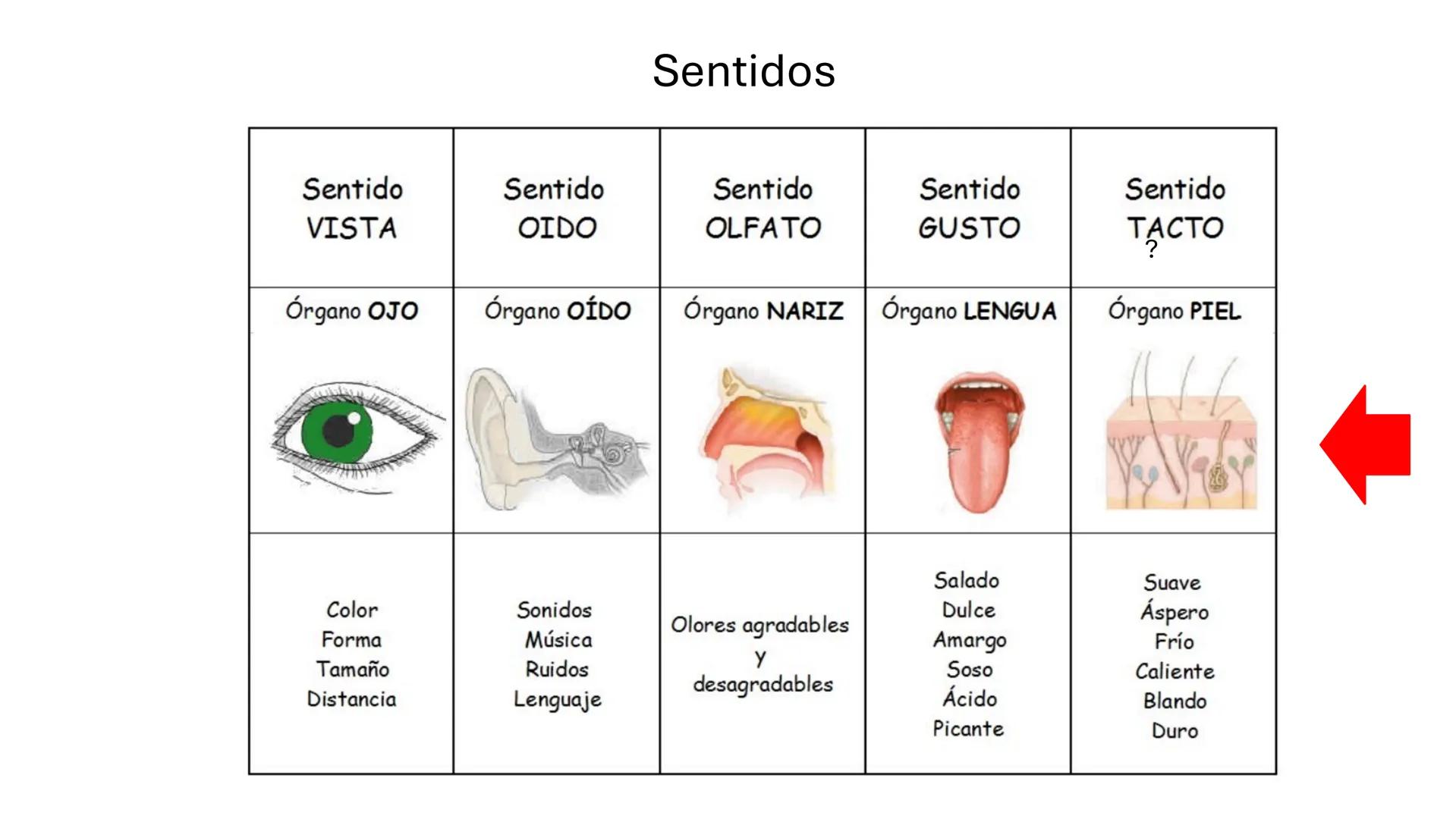 Sistema somatosensorial, tipos de
receptores sensoriales, modalidad y
función Sensibilidad
La sensibilidad implica la capacidad de transduci