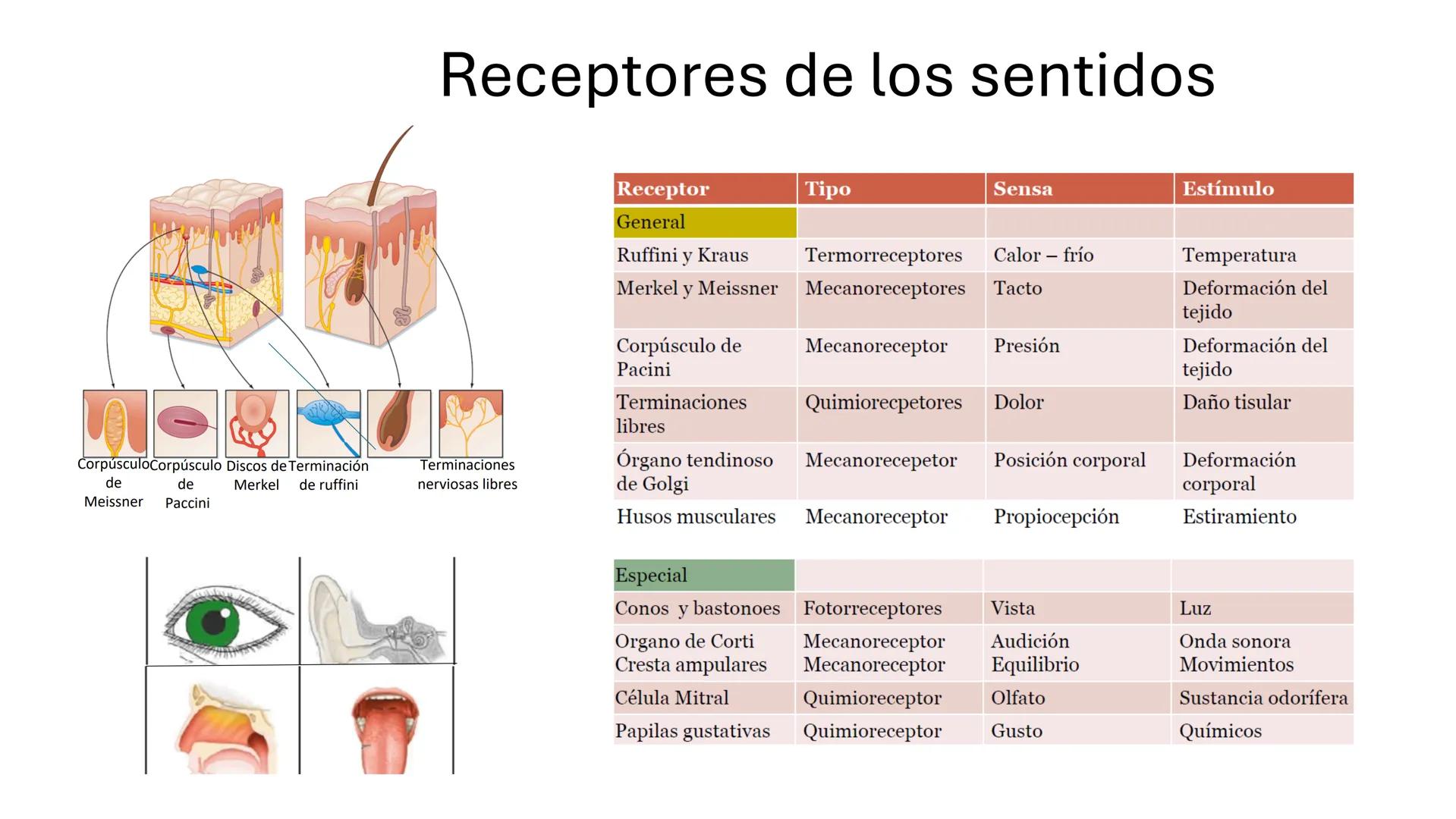 Sistema somatosensorial, tipos de
receptores sensoriales, modalidad y
función Sensibilidad
La sensibilidad implica la capacidad de transduci