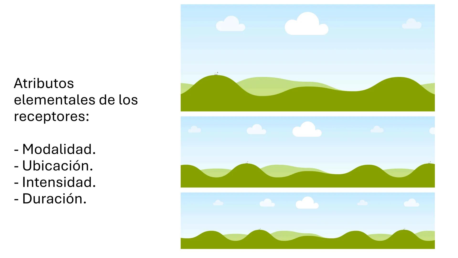 Sistema somatosensorial, tipos de
receptores sensoriales, modalidad y
función Sensibilidad
La sensibilidad implica la capacidad de transduci