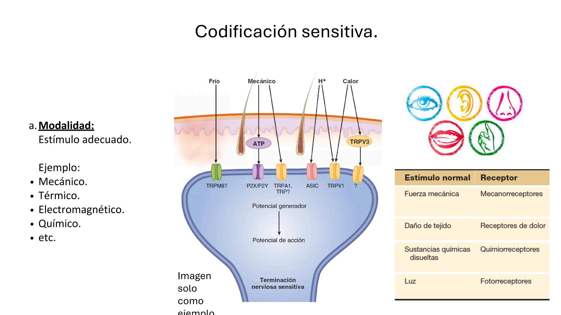 Sistema somatosensorial, tipos de
receptores sensoriales, modalidad y
función Sensibilidad
La sensibilidad implica la capacidad de transduci