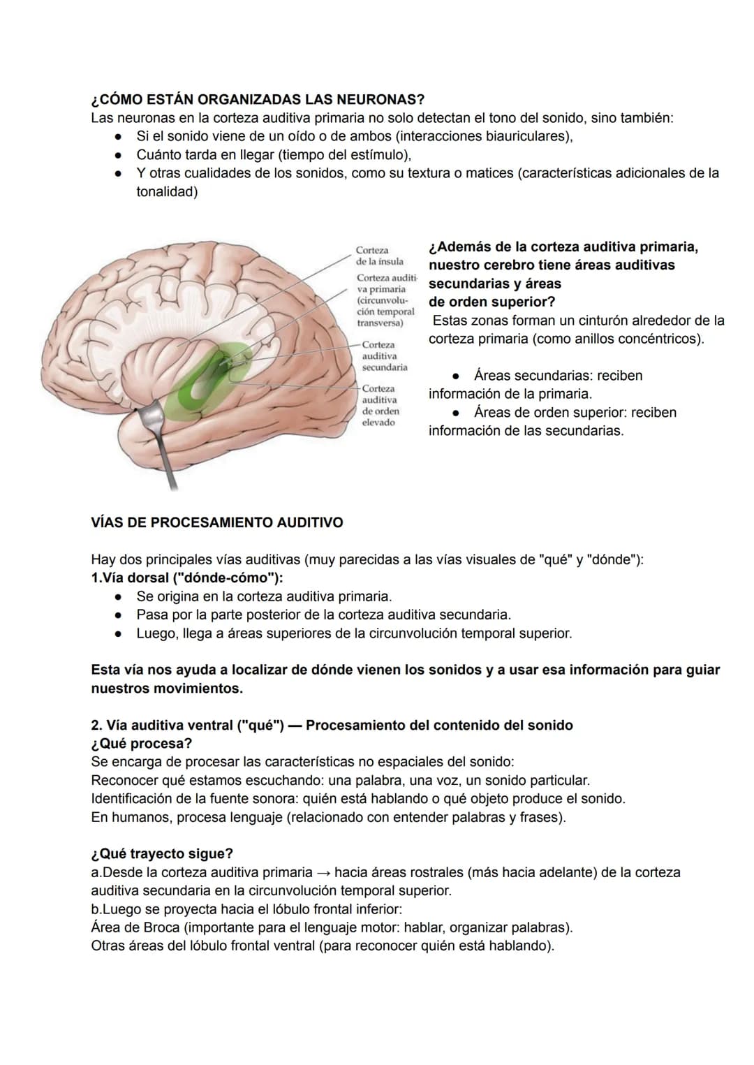 --- OCR Start ---
CARACTERÍSTICAS DEL SONIDO
Las características del sonido son propiedades que nos permiten describir cómo percibimos un so