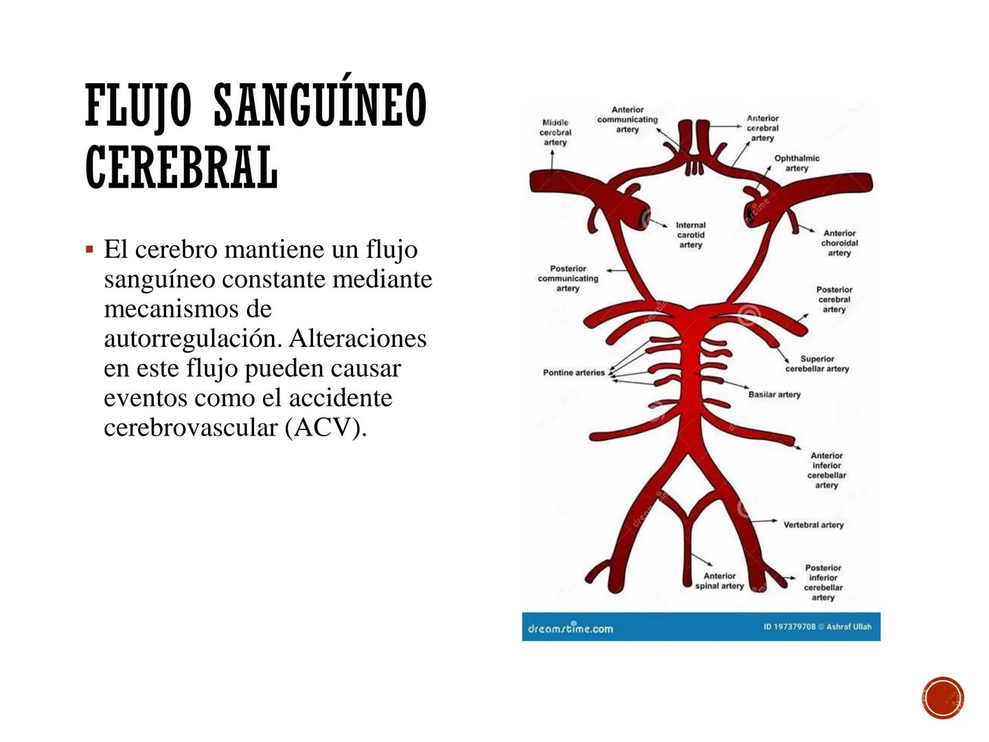 # FISIOLOGÍA
# CARDIOVASCULAR
Anexo: Microcirculación y circulaciones especiales MICROCIRCULACIÓN
■ La microcirculación es el sitio princip