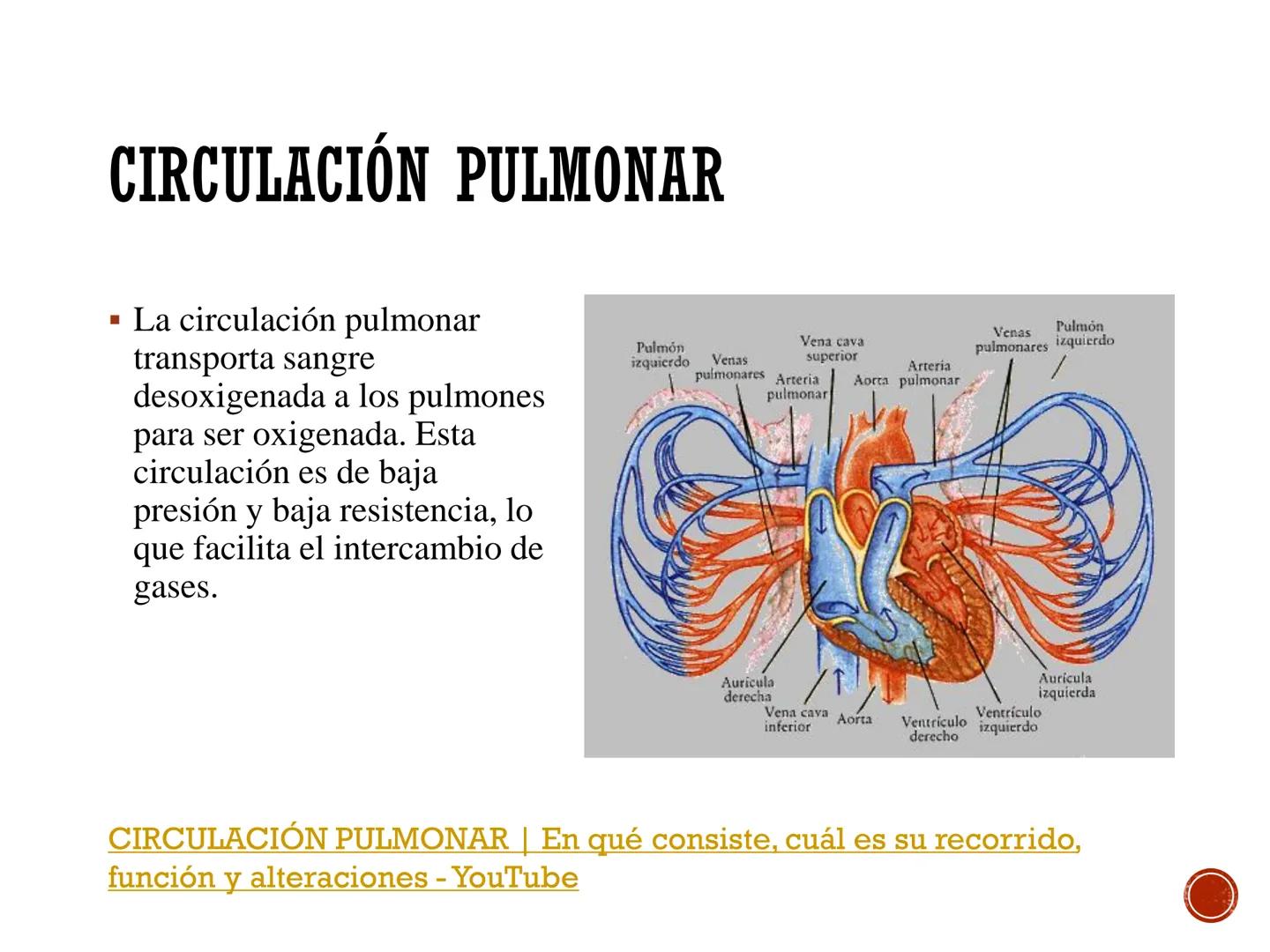 # FISIOLOGÍA
# CARDIOVASCULAR
Anexo: Microcirculación y circulaciones especiales MICROCIRCULACIÓN
■ La microcirculación es el sitio princip