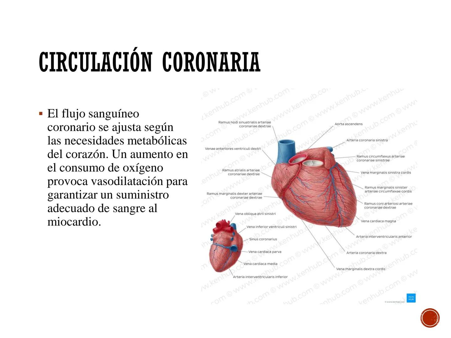 # FISIOLOGÍA
# CARDIOVASCULAR
Anexo: Microcirculación y circulaciones especiales MICROCIRCULACIÓN
■ La microcirculación es el sitio princip
