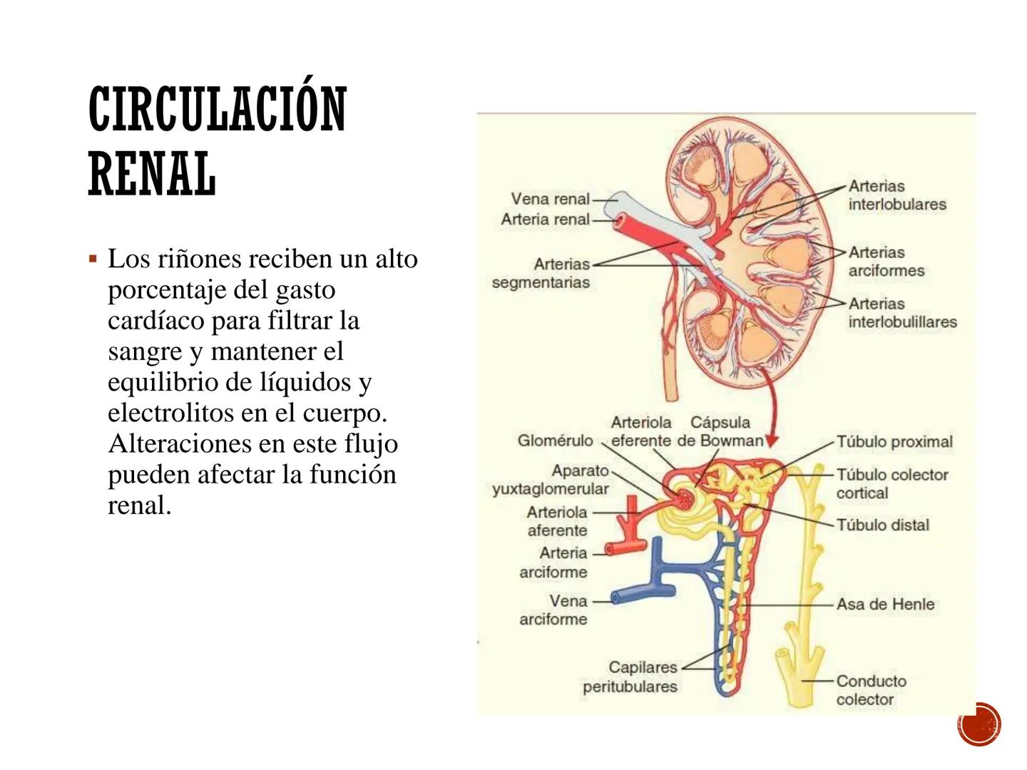 # FISIOLOGÍA
# CARDIOVASCULAR
Anexo: Microcirculación y circulaciones especiales MICROCIRCULACIÓN
■ La microcirculación es el sitio princip