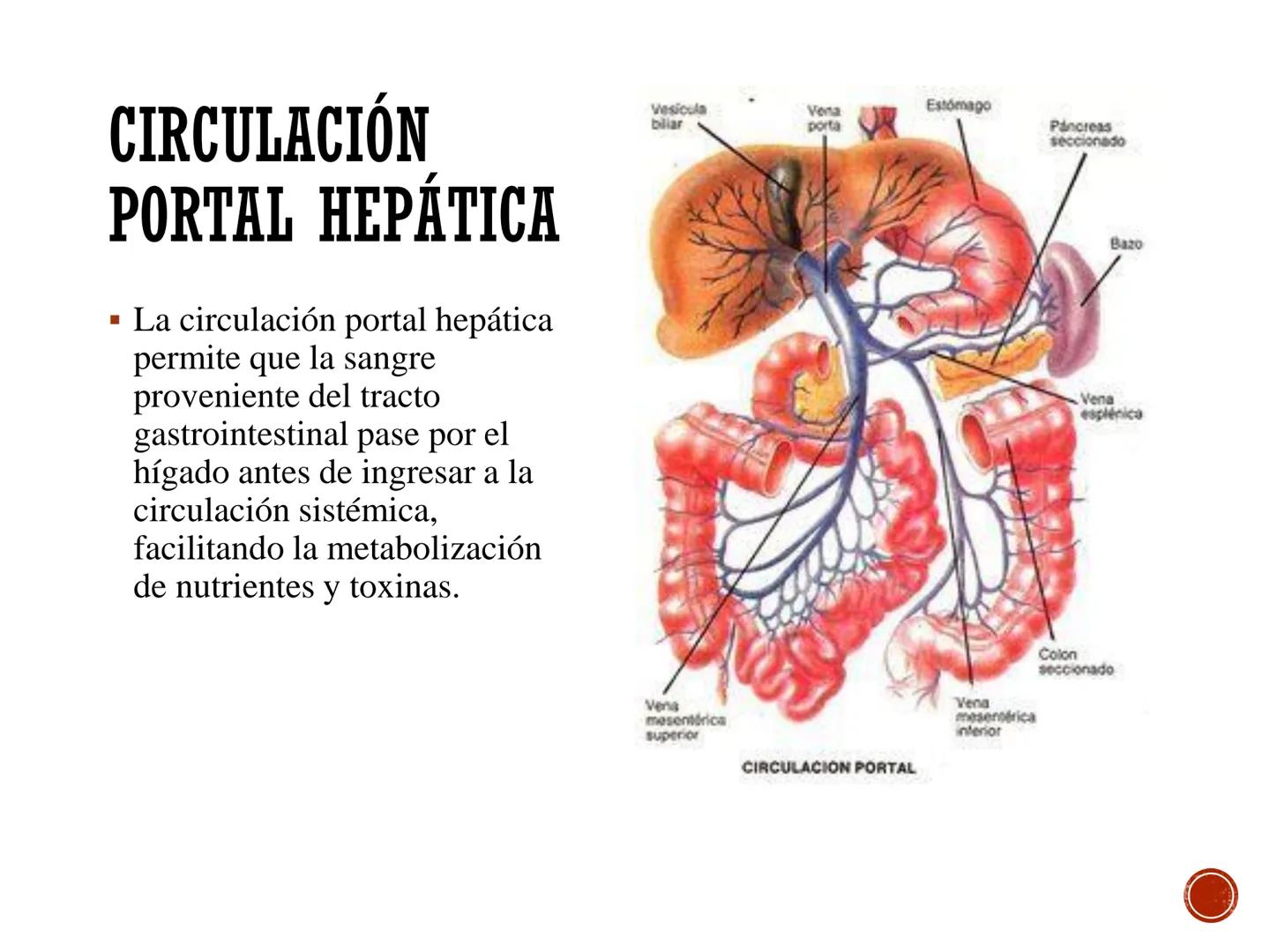 # FISIOLOGÍA
# CARDIOVASCULAR
Anexo: Microcirculación y circulaciones especiales MICROCIRCULACIÓN
■ La microcirculación es el sitio princip