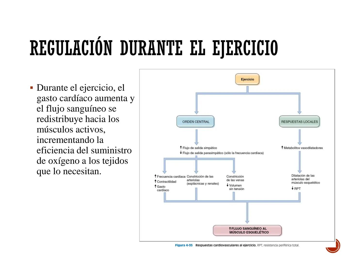 # FISIOLOGÍA
# CARDIOVASCULAR
Anexo: Microcirculación y circulaciones especiales MICROCIRCULACIÓN
■ La microcirculación es el sitio princip
