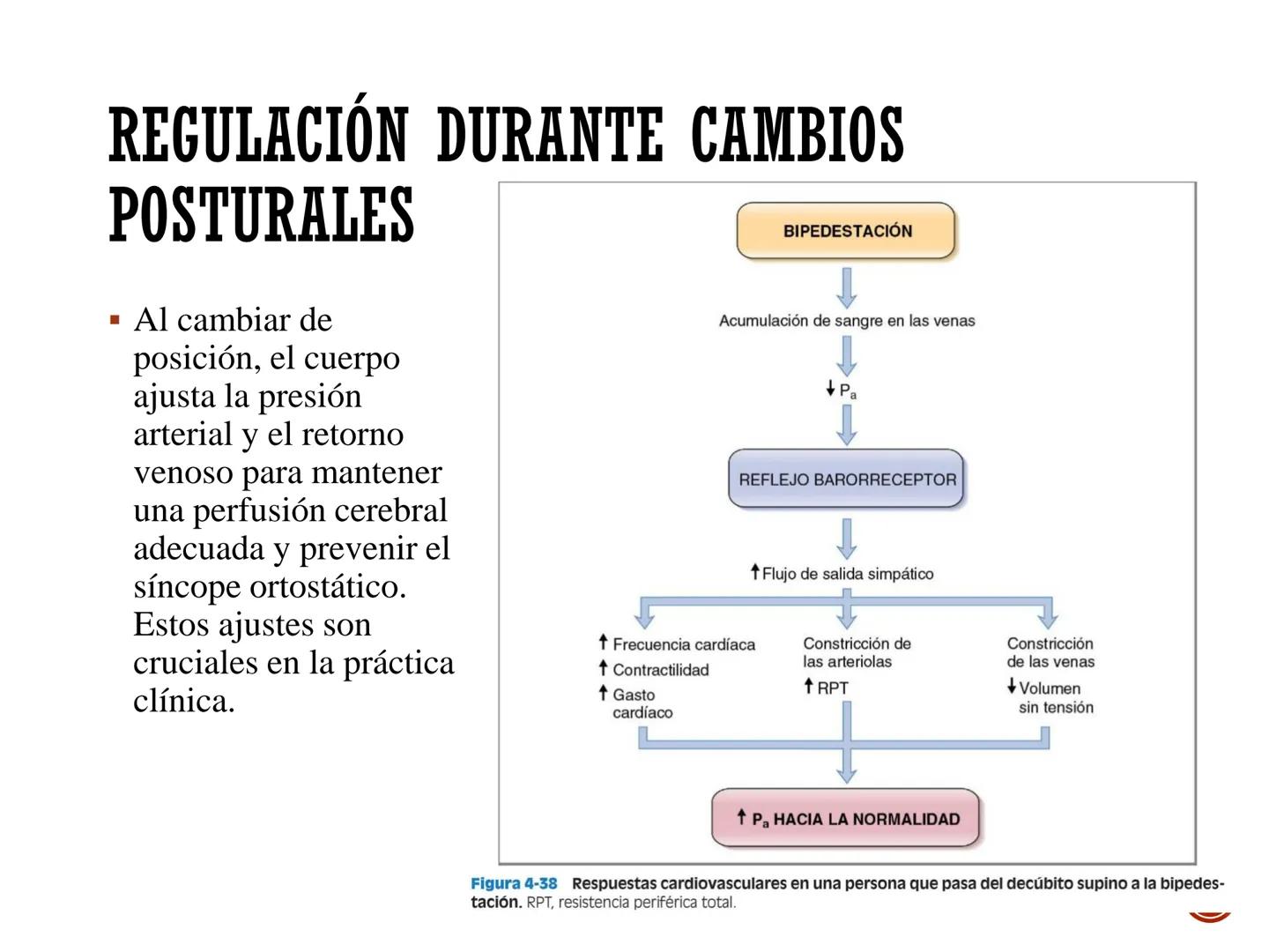 # FISIOLOGÍA
# CARDIOVASCULAR
Anexo: Microcirculación y circulaciones especiales MICROCIRCULACIÓN
■ La microcirculación es el sitio princip