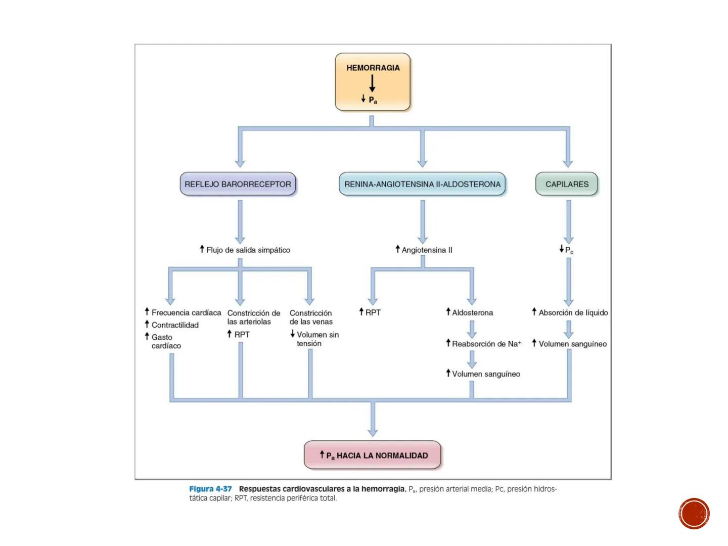 # FISIOLOGÍA
# CARDIOVASCULAR
Anexo: Microcirculación y circulaciones especiales MICROCIRCULACIÓN
■ La microcirculación es el sitio princip