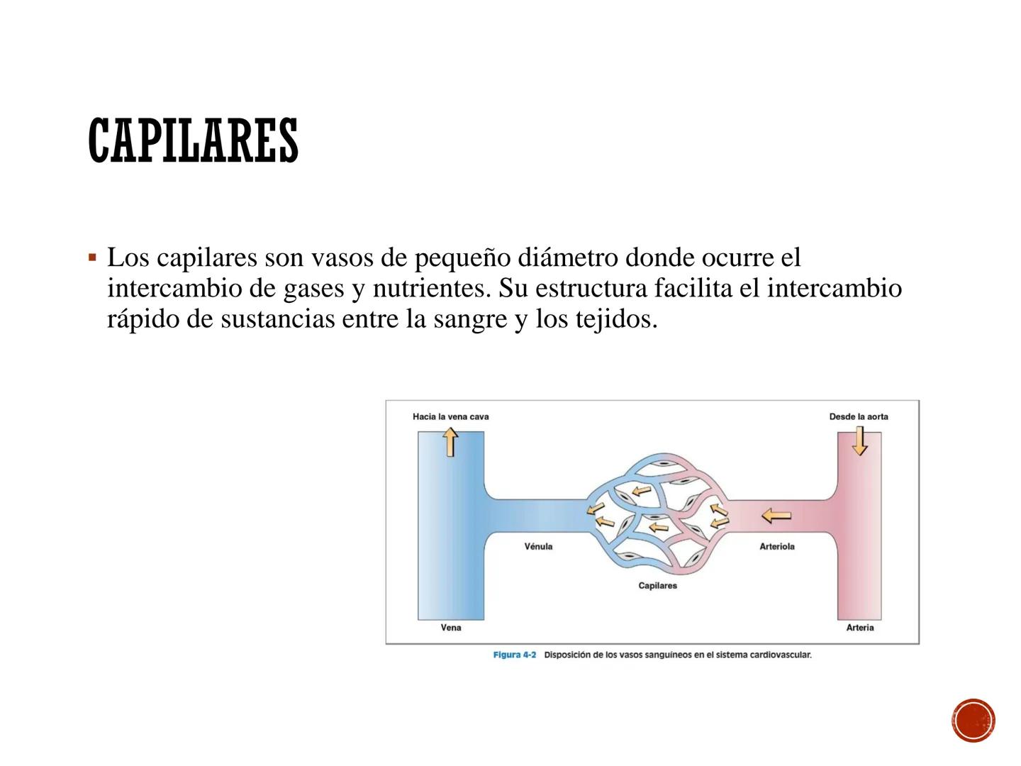 # FISIOLOGÍA
# CARDIOVASCULAR
Anexo: Microcirculación y circulaciones especiales MICROCIRCULACIÓN
■ La microcirculación es el sitio princip