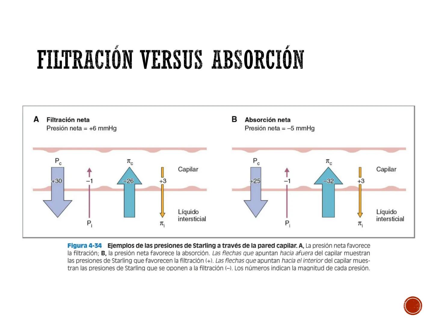 # FISIOLOGÍA
# CARDIOVASCULAR
Anexo: Microcirculación y circulaciones especiales MICROCIRCULACIÓN
■ La microcirculación es el sitio princip
